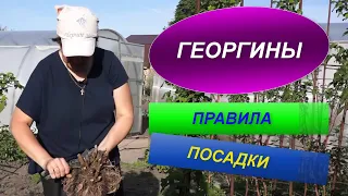 ПОСАДКА ГЕОРГИНОВ | ПРАВИЛА ПОСАДКИ ВЕСНОЙ