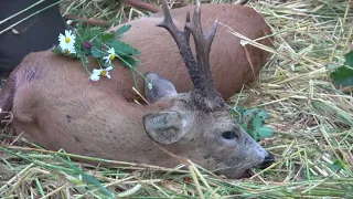 Spring Roebuck hunting in Hungary 2023