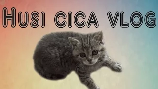 HUSI CICA VLOG - Megőrült a macska!