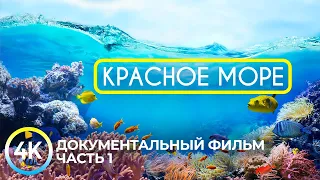 Красное море - самое тёплое и чистое на планете | Документальный фильм о подводных глубинах - #1