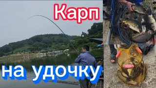 Удочки все трещали и визжали от таких огромных КАРПОВ. Рыбалка на поплавок. #fishing #낚시