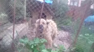 Caucasian Shepherd Dog | Kavkasiuri nagazi | Кавказская овчарка