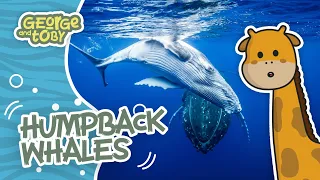 Humpback Whale Facts | George & Toby Wildlife Rangers | Animal Facts For Kids