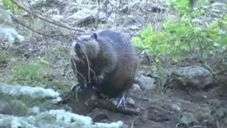 Reintroduction of Beavers in the San Pedro