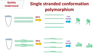 Single stranded conformation polymorphism | SSCP