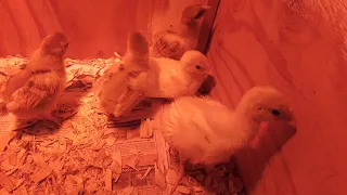 Meet two baby turkey chicks and 3 different baby chicken chicks.