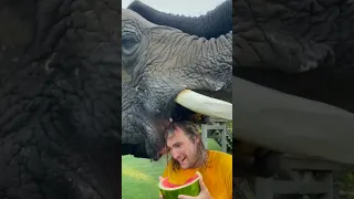 Elephant Steals my Watermelon ! #SHORTS #shorts #short #trending