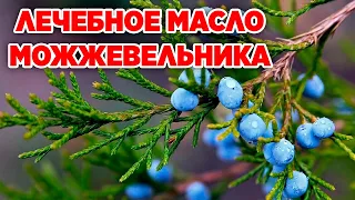 СНИМАЕТ БОЛЬ В СУСТАВАХ ЛЕЧИТ ГЕМОРОЙ ИЗБАВИТ ОТ НАСМОРКА МОЖЖЕВЕЛЬНИК ОБЫКНОВЕННЫЙ