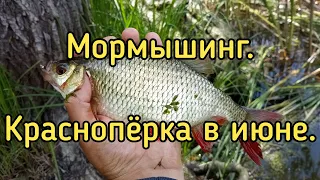 Мормышинг с DAYO Liropus 198 см. 0.2-0.8 гр. Ловля краснопёрки в июне.