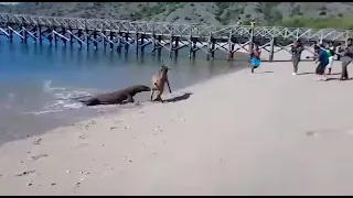 Komodo dragon attacked poor scary  deer in the seawater