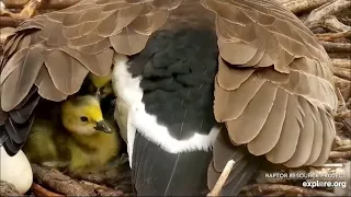 EXPLORE.org Decorah Eagles: Intruder alert at N1 / Madam Goose and cute chicks. 27 Apr 2022