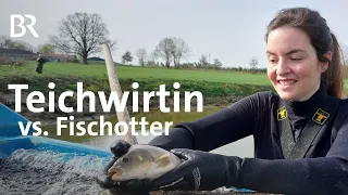 Teichwirtin fischt ab: Wie viel Beute hat der Fischotter gemacht? | Landwirtschaft | BR