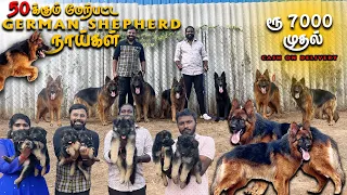 ரூ 7000 முதல் Largest ஜெர்மன் ஷெப்பர்ட் Dog Kennel | Yazhli Kennel Coimbatore | Puppies for sale