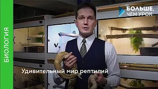 Удивительный мир рептилий