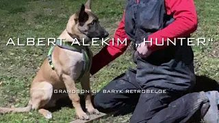 Albert Alekim „Hunter“ 4-5 months Mondioring basics