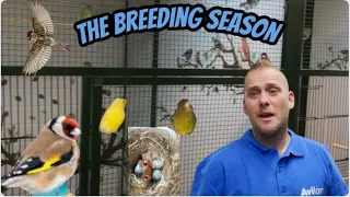 Breeding Birds