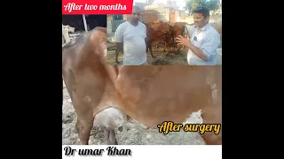 Follow up case of cesarean section in gir cow l dystokia in cow & buffalo l uterine torsion l drumar