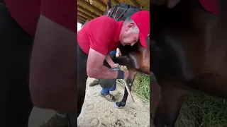 Segunda temporada… herrando con Pablo aguacero un potro cerrero 🐴