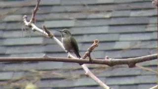 Anna's Hummingbird