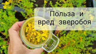 Когда опасен зверобой? Зверобойное масло.