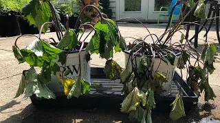 THE WORST LOOKING CLEARANCE PLANTS I'VE EVER PURCHASED | WATCH ME REHAB THESE BABIES | UPDATES