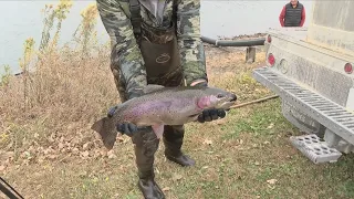 Trout Restocking Taking Place At Bacon Creek