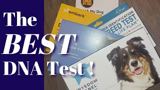 Best Dog DNA Test, 5 Compared, Same Dog, non-sponsored reviews