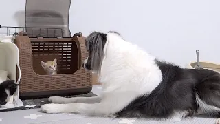 Kitten Shocked by The Big Dog Sneaking Into His Room