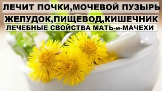 Лечебные свойства МАТЬ и МАЧЕХИ. Лечит ПОЧКИ,МОЧЕВОЙ ПУЗЫРЬ,ЖЕЛУДОК,КИШЕЧНИК