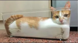 😺 A compilation of funny cats and kittens for a good mood! 😻