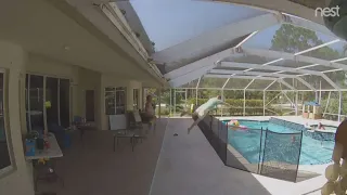 Florida toddler falls into pool, and dad dives into action | 10News WTSP