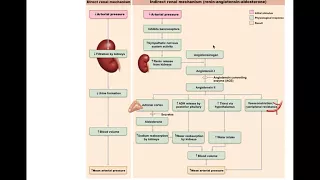 Chapter 19 Blood Vessels Part 2