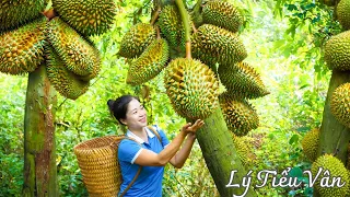 How to harvest Durian & Goes to the market sell - Harvesting and Cooking | Daily Life