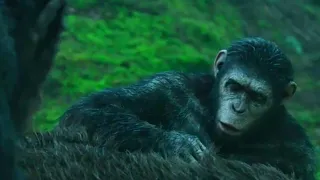 Koba Mata o Urso Para Salvar César | Planeta dos Macacos 2: O Confronto (2014) DUBLADO HD