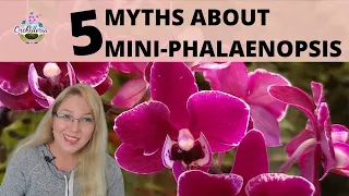 Things They Don't Tell You About Mini-Phalaenopsis Orchids