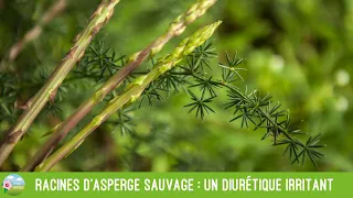 Racines d'asperge sauvage : un diurétique irritant