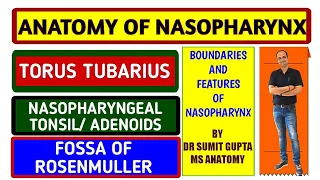 NASOPHARYNX: FEATURES | ADENOIDS | TUBAL ELEVATION | NASOPHARYNGEAL ISTHMUS |