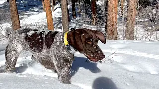 Dogs First SNOW DAY Of The Year | Snow In The Desert | German Shorthaired Pointer | GSP Dog Vlog