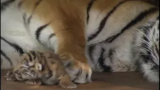 Absolutely cute :Five Baby Tigers five days old ; Super süß: Fünf Tigerbabys fünf Tage alt