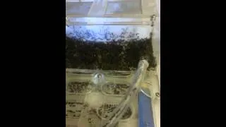 Messor barbarus eating crickets