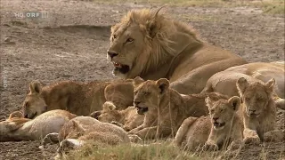 Wildes Afrika: Ngorongoro - Der Garten Eden - Doku - Deutsch