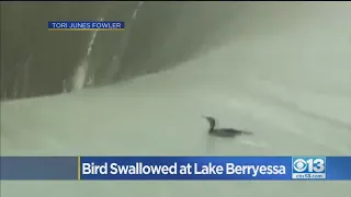 Bird Swallowed At Lake Berryessa Is OK