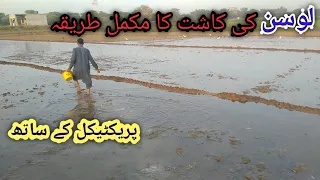 لوسن کی کاشت||Losan ke kasht||Agriculture guru