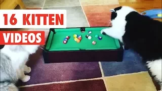 16 Funny Cats | Funny Cat Video Compilation 2017