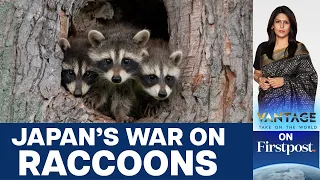 Anime Series Leads to Raccoon Crisis in Japan | Vantage with Palki Sharma