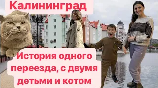 Калининград. Опыт переезда всей семьей. Чемоданы, вещи, дети, кот.