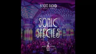 Sonic Species -  Boom Festival  (2018)