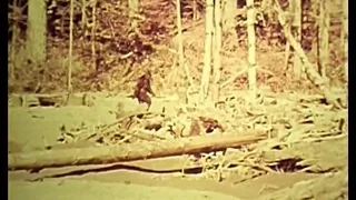 Bigfoot Man or Beast BEST Sasquatch documentary 1972 Patterson-Gimlin film Robert Morgan full movie