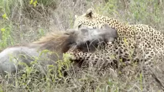 Battle at Kruger - Leopard vs Fiercely Warthog