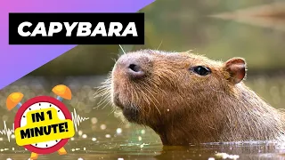 Capybara 🦫 The Friendliest Creature on Earth! | 1 Minute Animals